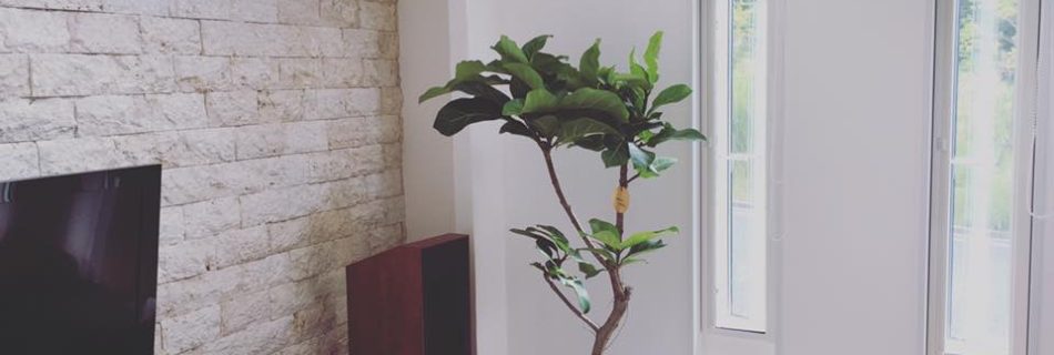 箕面森町　観葉植物