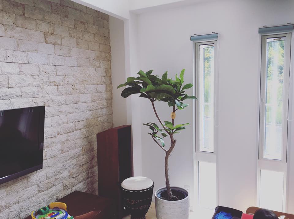 箕面森町 観葉植物