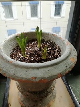 ムスカリの花言葉　失望、絶望、そして明るい未来